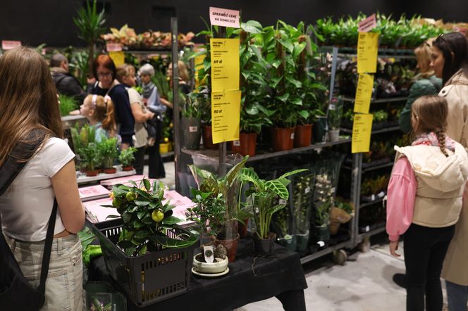 Festiwal Roślin w Katowicach przyciągnął tłumy miłośników zieleni. MCK przepełnione roślinnością