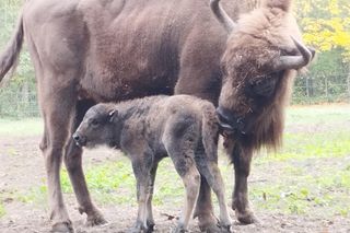 Młodą żubrzyczką w bydgoskim zoo opiekują się babcia i mama. Ona jest od chmur zawracania!