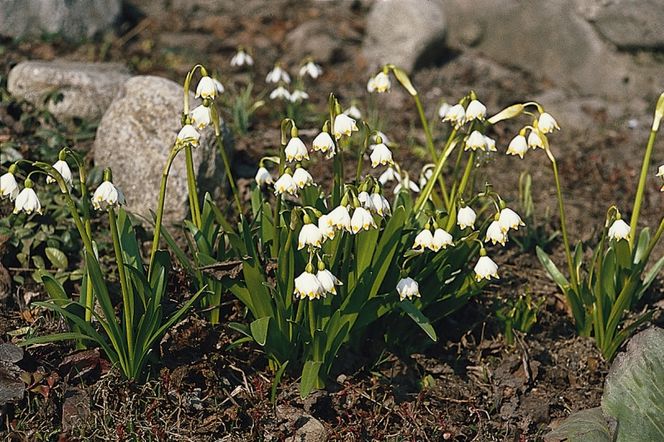 Jakie rośliny mogą rosnąć obok siebie?