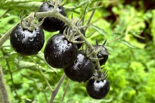 Black cherry czyli czarne pomidory koktajlowe