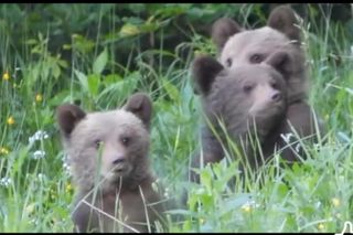 Misie trojaczki bawią się w chowanego