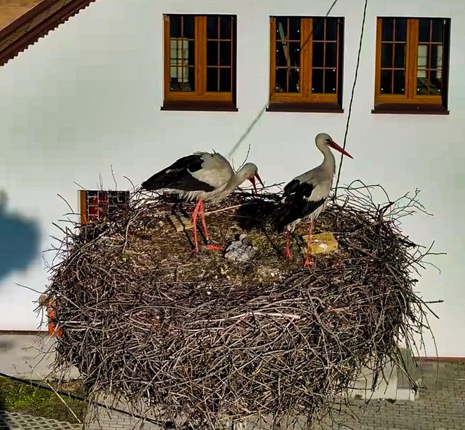 Bocian Krutek z Krutyni: od samotnika do samca alfa.