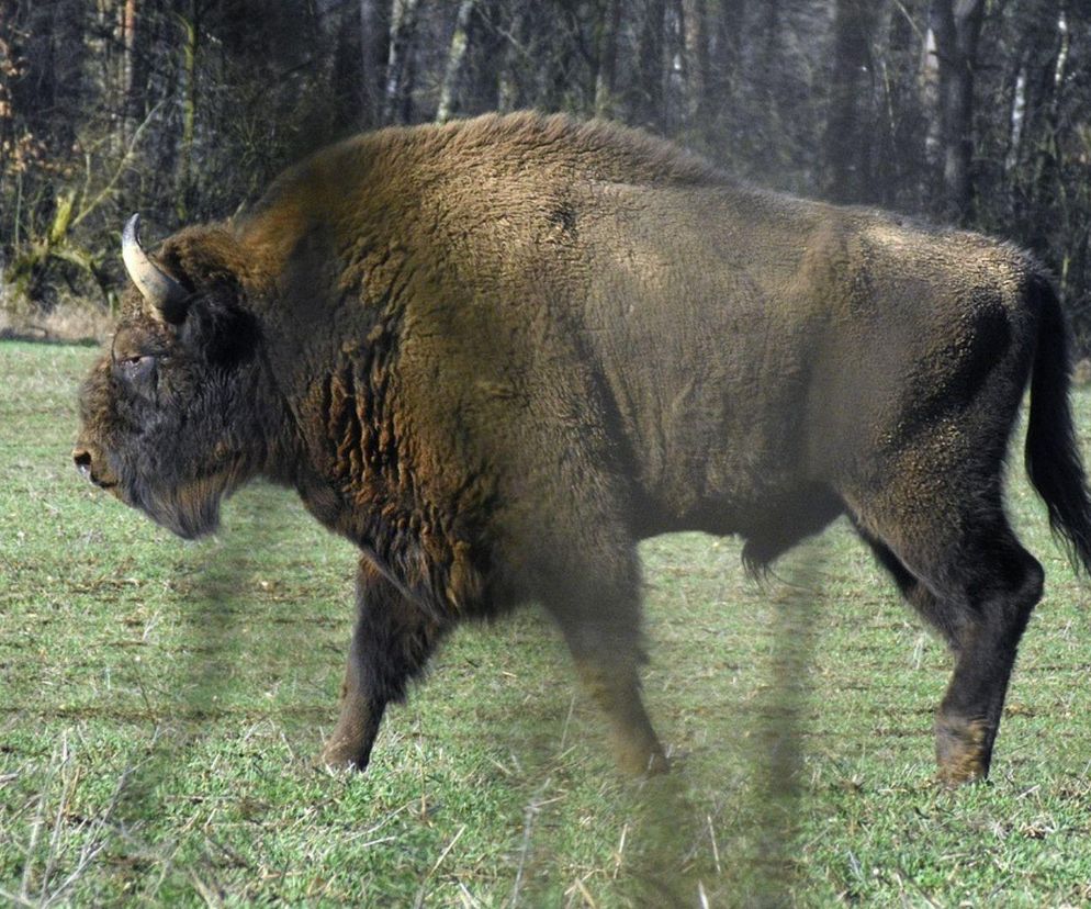 Turystka poturbowana przez żubra na Podlasiu. Białowieski Park ostrzega