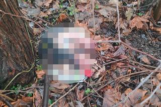 Oskórowany pies bez głowy i łap. Makabra w lesie pod Rybnikiem