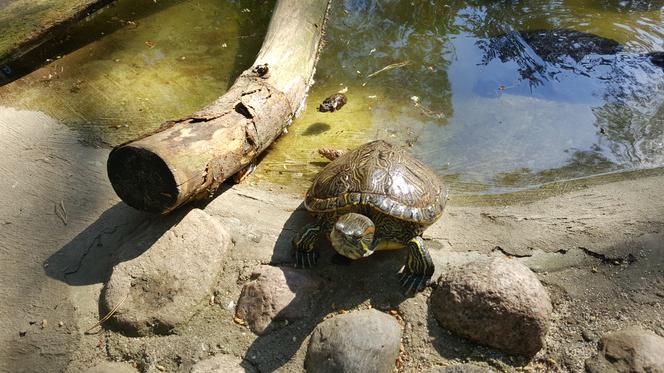 Światowy Dzień Żółwia