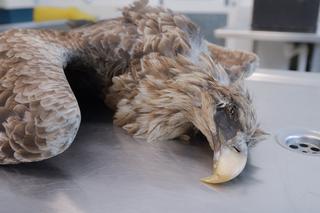 Piękne ptaki zostały otrute! Sprawcą jest człowiek