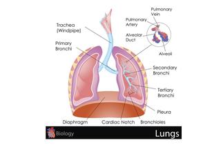 Płuca - budowa, funkcje, choroby
