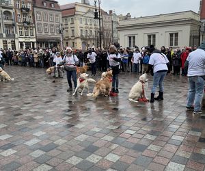 Golden Retriever WOŚP w Poznaniu