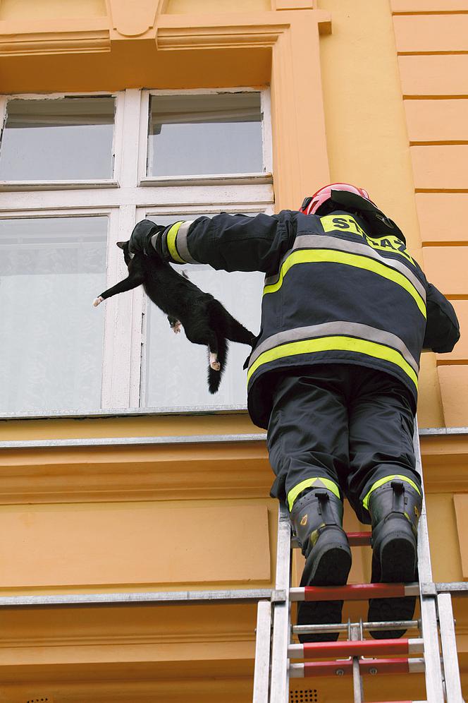 Wlazł kotek na 3 piętro