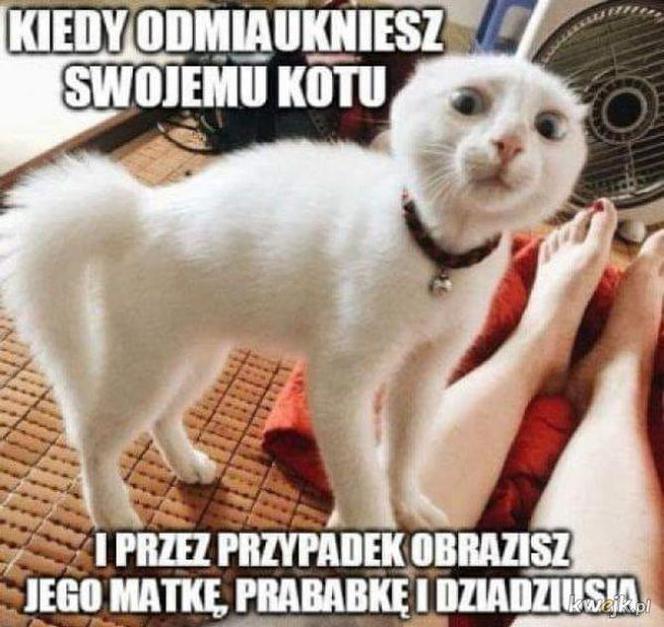 Dzień Kota 2020