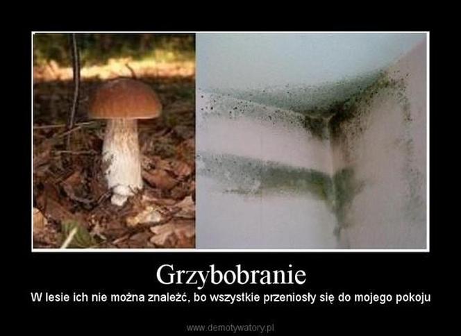 Grzybobranie 2023. Zobaczcie najlepsze memy o grzybiarzach! 