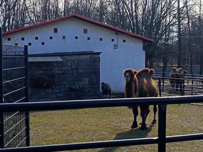 W Śląskim Ogrodzie Zoologicznym narodził się maleńki wielbłąd. Franek już teraz skrada serca