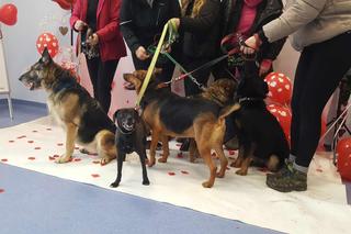 Psialentynki w bydgoskim schronisku