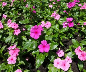 Barwinek różowy = zabarwian różowy = katarantus różowy - Catharanthus roseus