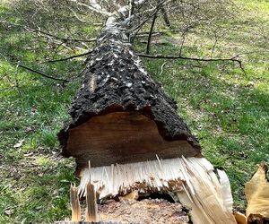 Czy od 16 października mogę wyciąć drzewo na swojej działce? Jakie drzewa można wycinać bez zezwolenia - obwód pnia ma znaczenie