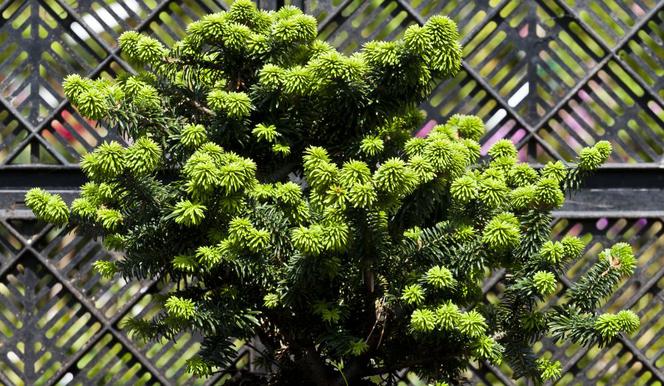 Świerk pospolity 'Compacta' - Picea abies 'Compacta'