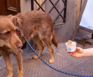 Kejtry z Poznania mają swoje lody