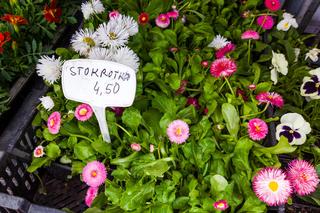 Stokrotka – 4,50 zł/szt.