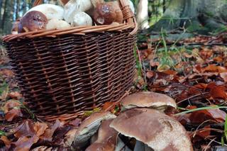 Ostatnia szansa na takie grzyby 