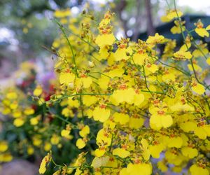 Oncidium, czyli motylnik – storczyk o kwiatach jak skrzydła motyli. Jak o niego dbać?