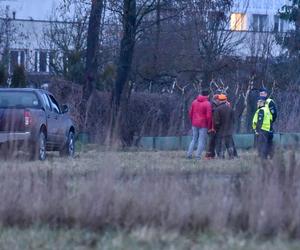 Myśliwi z długą bronią na ramieniu w środku toruńskiego osiedla przepędzali watahę dzików!