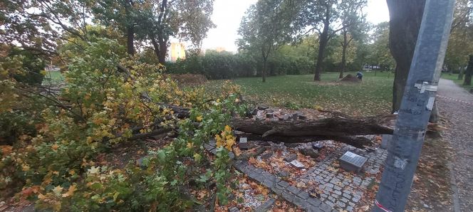 Drzewo zniszczyło lapidarium w Starym Fordonie. Zapytaliśmy miasto o stan pozostałych drzew na ul. Cechowej