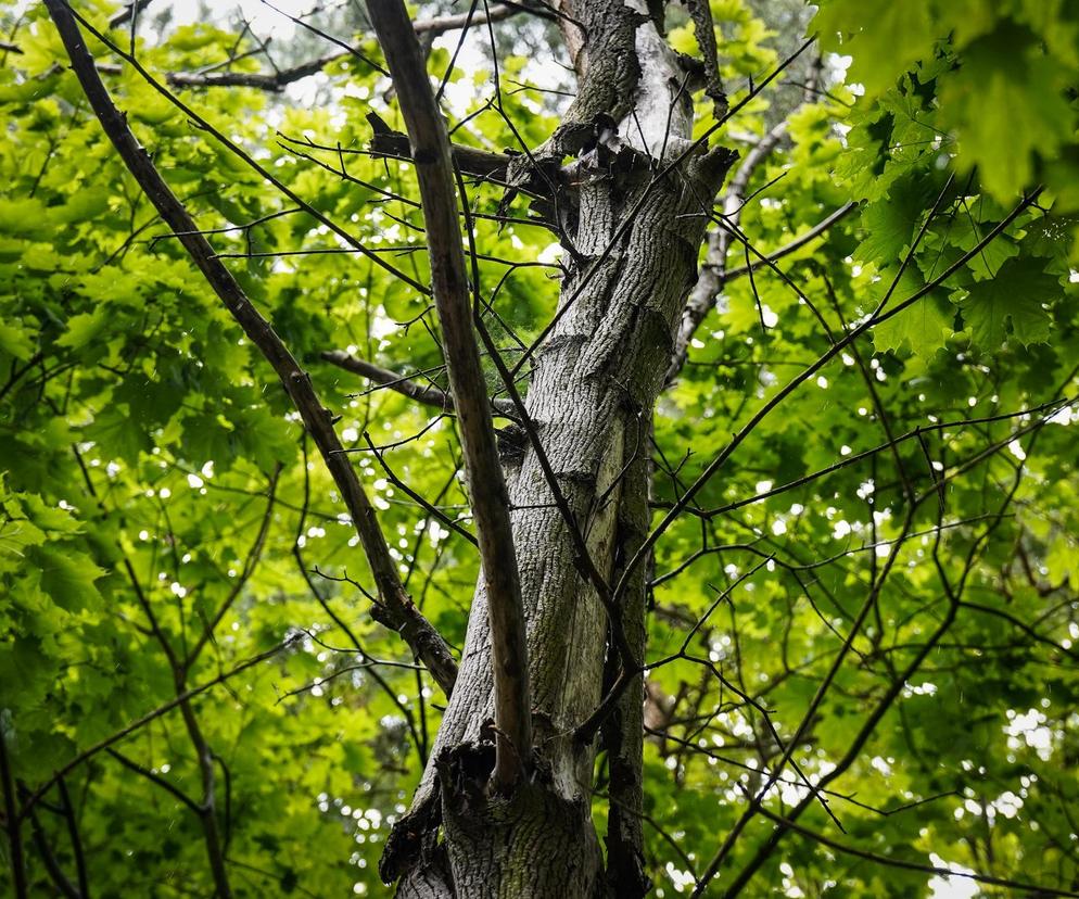 Planowana wycinka drzew w Katowicach. Pod topór pójdzie blisko 100 drzew