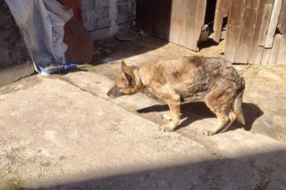 Łańcuch, przerośnięte pazury i krwawiące rany. KTOZ interweniuje pod Krakowem