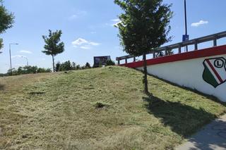 Zrobili pustynię w środku miasta. Wielkie koszenie trawy w Warszawie