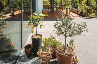 Rośliny wieloletnie w donicach