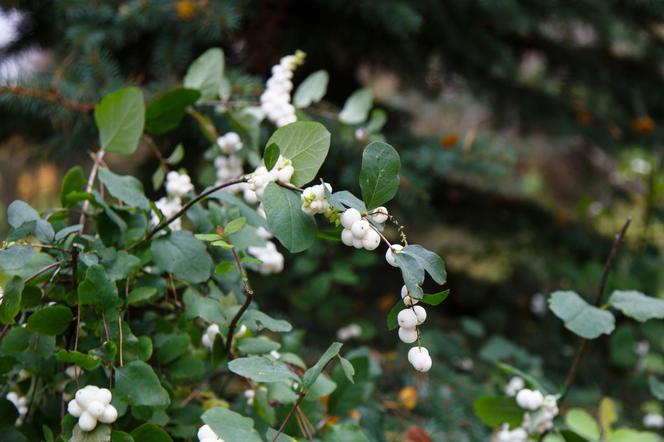 Śnieguliczka biała - Symphoricarpos albus