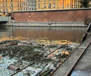 Wrocław. Ciało młodego chłopaka wyłowione z Odry. Tragedia pod elektrownią wodną [ZDJĘCIA]. 
