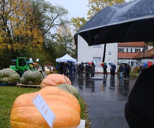 Ponad półtonowa dynia. Taką bestię wyhodowali w ogrodzie PAN w Powsinie