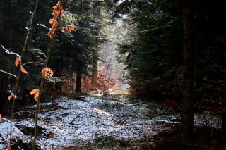 Bliżyńskie Lasy Naturalne