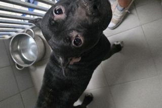 Tylko w jeden weekend trafiło tutaj prawie 30 zwierząt. Niechlubny rekord we Wrocławiu 