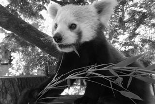 Zagadka śmierci pandy z warszawskiego zoo rozwiązana
