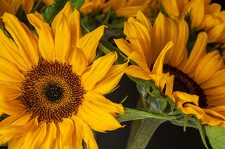 Kwiaty ogrodowe do bukietów