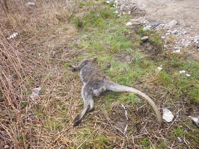 Kangurzyca Stefania nie żyje