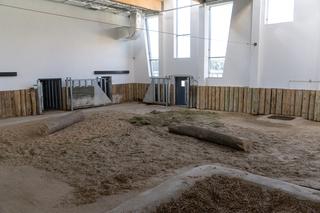 Nosorożce słuchają radia