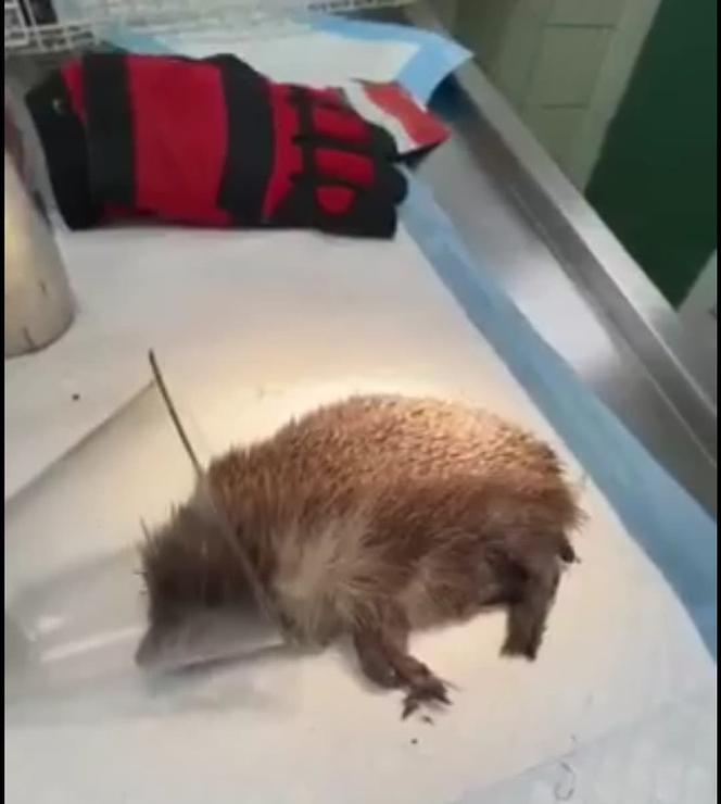 Jeżyk uczulony na sianko