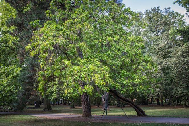 surmia bignoniowa (Catalpa bignonioides Walter)