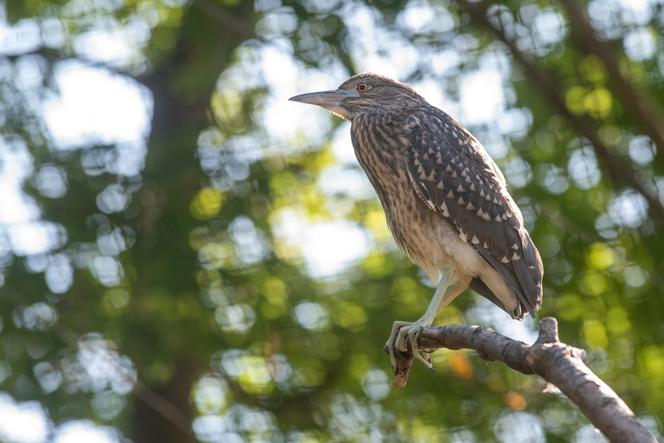 W Orientarium Zoo Łódź wykluł się ślepowron