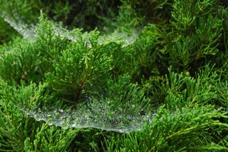 Pajęczyny na iglakach