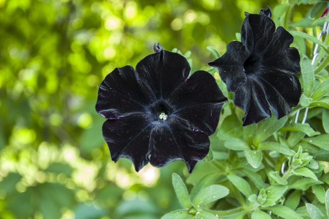Rośliny o czarnych kwiatach