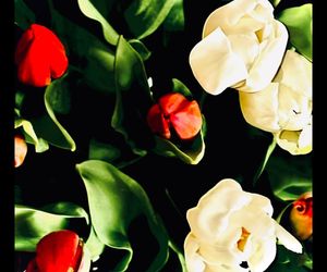 Patriotyczne wpisy gwiazd! Tak 11 listopada uczcili polską wolność