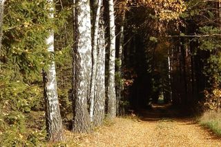 Okolice wsi Sejwy na Podlasiu