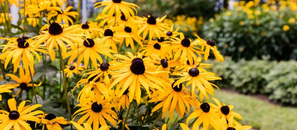 Rudbekia
