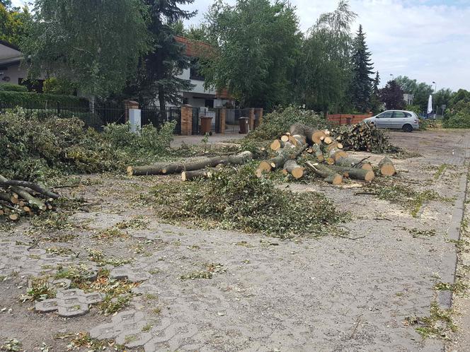 Były starsze od niejednego mieszkańca Leszna.  Z ul. Szybowników znikają dorodne lipy