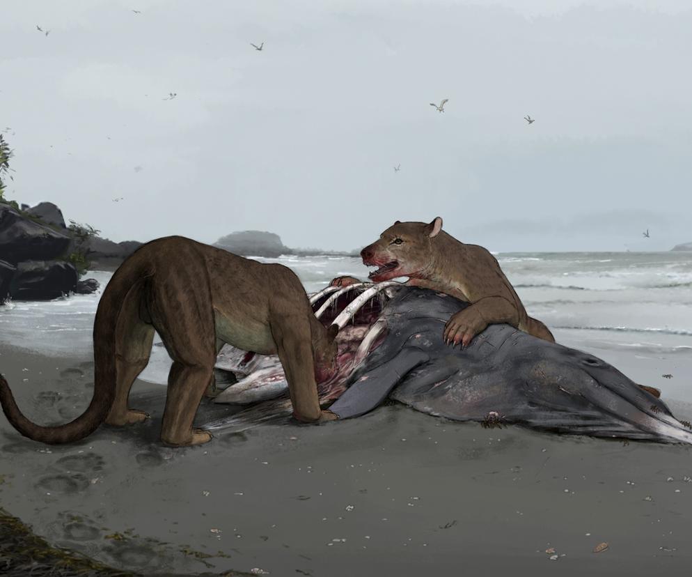 Odkryto nowy gatunek prehistorycznego drapieżnika. Tartacyon to prawdziwa bestia