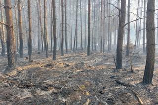 Pożar w lesie w Lubuskiem. Interweniowały służby